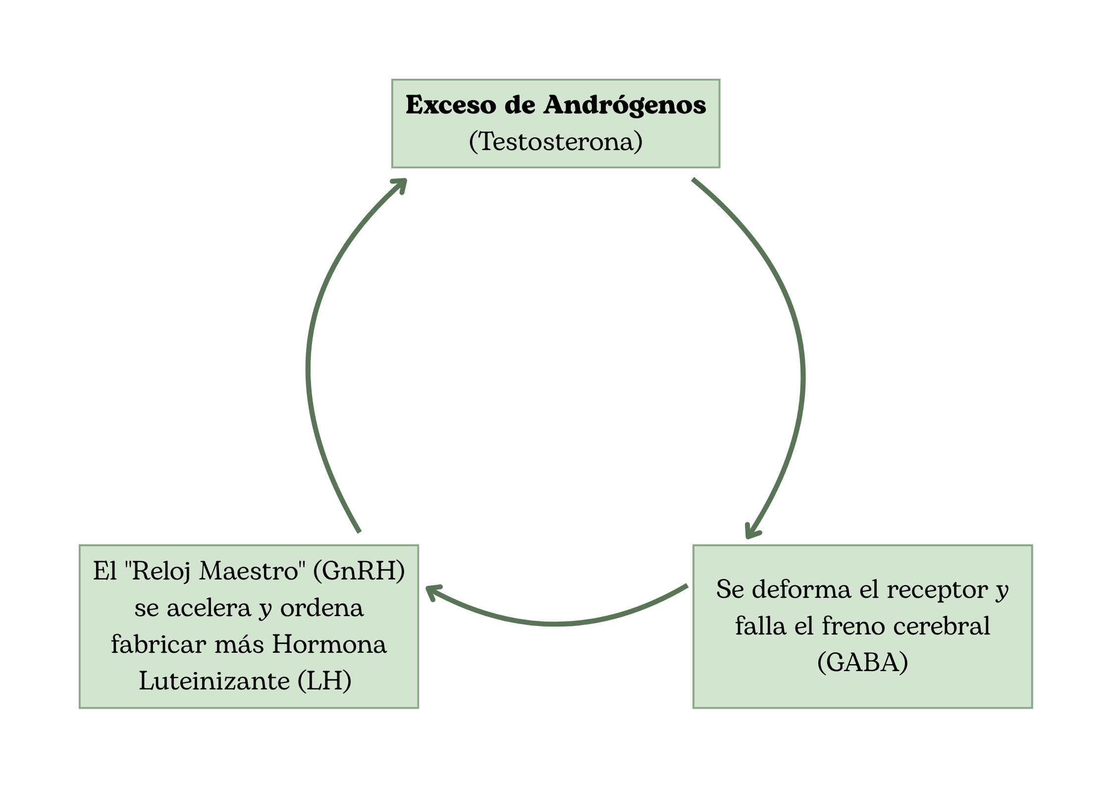 El exceso de andrógenos impide que el GABA funcione como freno y lo convierte en acelerador, lo que ocasiona que la hipófisis fabrique LH provocando una mayor liberación de andrógenos