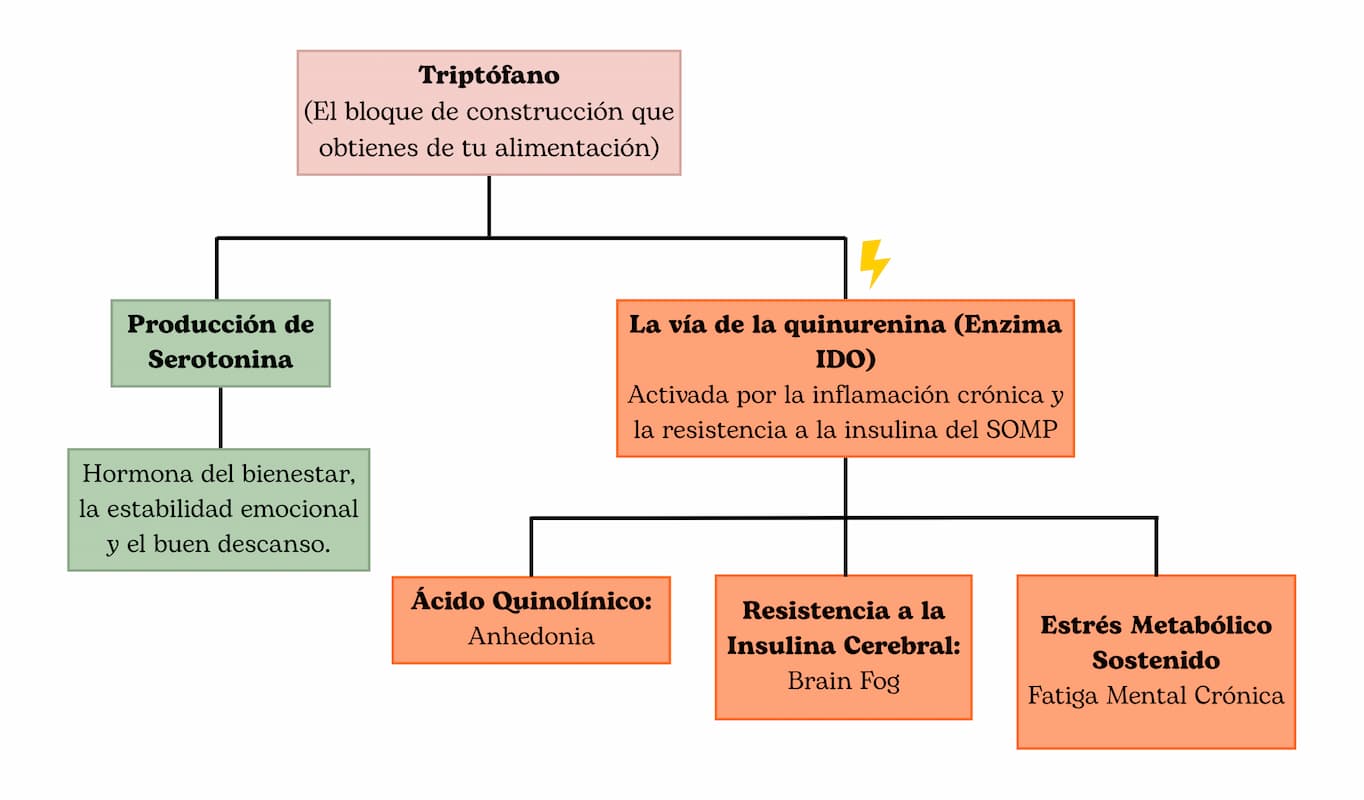 Diagrama conceptual del desvío neuroquímico del triptófano hacia la vía de la quinurenina y la enzima IDO debido a la inflamación por SOMP, causando anhedonia, niebla mental y fatiga.